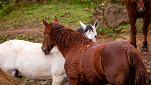 Horses on pasture, in the heard together, happy animals, portugal lusitanos