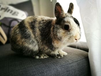 Close-up of bunny rabbit