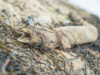 Close-up of lizard