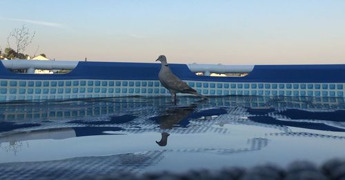 Seagull on a sea against sky during sunset