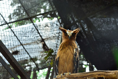 Low angle view of bird perching on tree