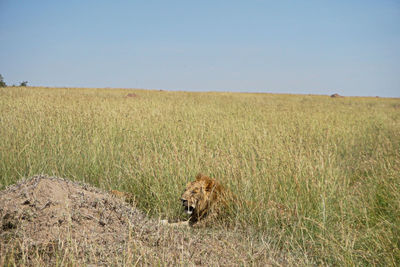 View of cat on field