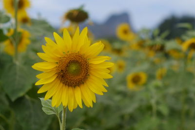 Close-up of sunflower blooming against sky