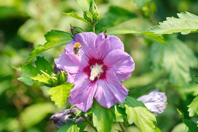 Close-up of insect on purple flowering plant