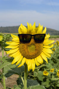 Close-up of sunflower on field against sky