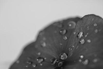 Close-up of raindrops on flower
