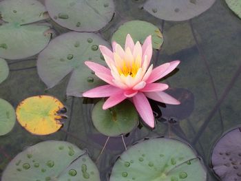 High angle view of lotus water lily in pond