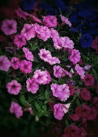 Close-up of pink flowers