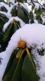 Close-up of insect on snow