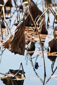 Duck swimming in lake