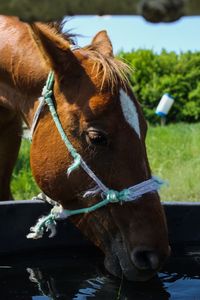 Close-up of horse drinking water at ranch