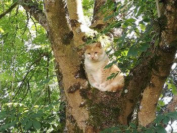 Portrait of cat