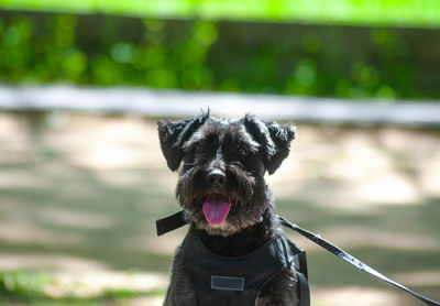 Portrait of cute black dog