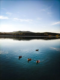 Ducks swimming in lake