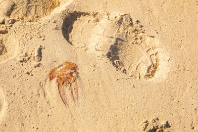 High angle view of footprints on sand