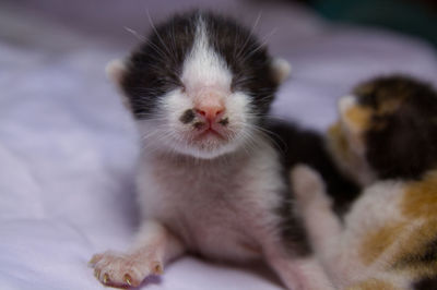 Close-up of kitten