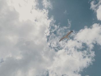 Low angle view of seagull flying in sky