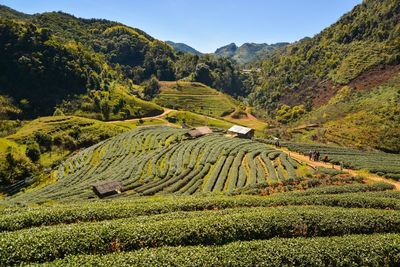 Scenic view of agricultural field against sky