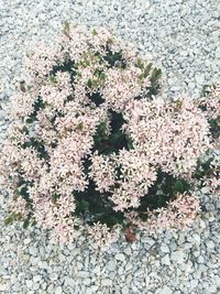 Close-up of flowers