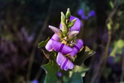 Close-up of purple flowers blooming outdoors