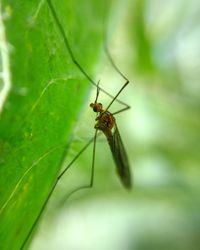 Close-up of insect on leaf