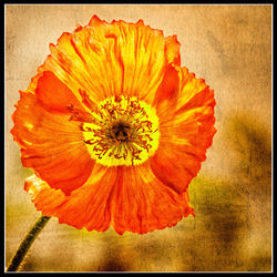 Close-up of yellow flower