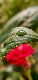 Close-up of red rose on leaves