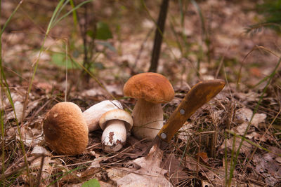 Close-up of mushrooms growing on field