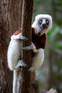 Ring-tailed lemur closeup, lemur catta, anja reserve, madagascar