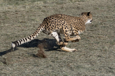 Full length of a cat