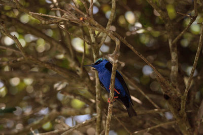 Bird perching on branch