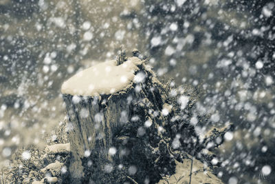 Close-up of frozen plant on land