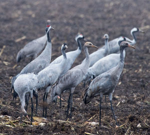 Flock of birds on field