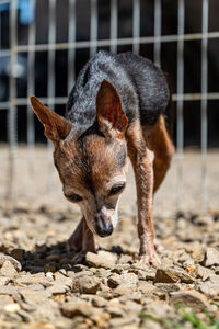 Close-up of dog