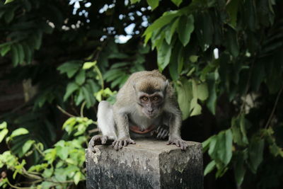 Portrait of monkey sitting on tree