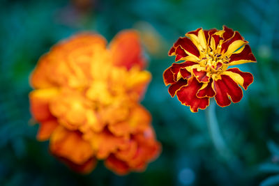 Close-up of orange marigold flower