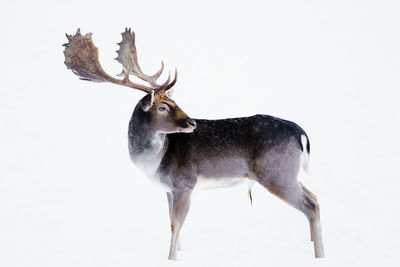 Deer standing on snow covered land