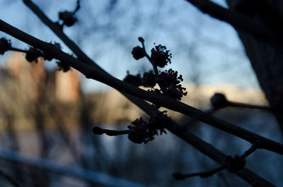Low angle view of silhouette flower tree against sky