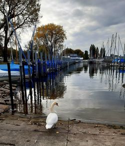 Swan in lake against sky