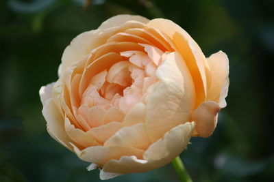Close-up of rose flower