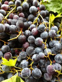 Full frame shot of grapes