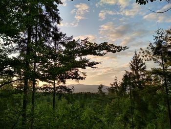 Low angle view of trees in forest against sky