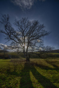 Bare tree on field against sky