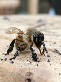 Close-up of bee