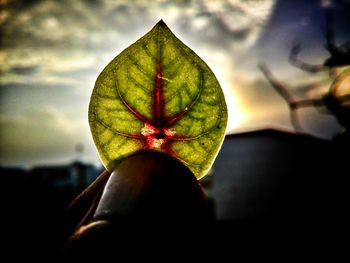 Close-up of red leaf on plant