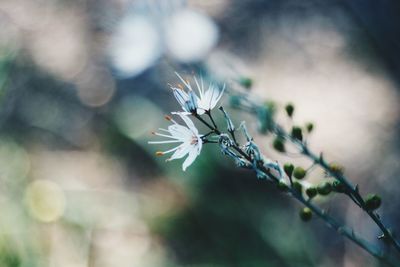 Close-up of insect on white flowering plant