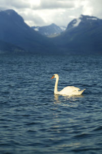 Swan swimming in lake