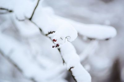 Close-up of snow on plant