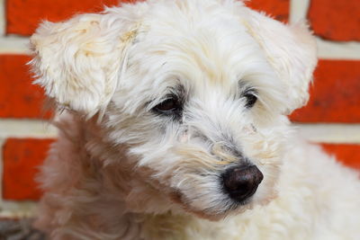 Close-up portrait of dog