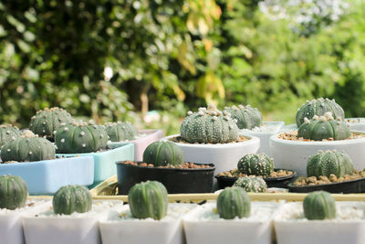 Close-up of succulent plants on table